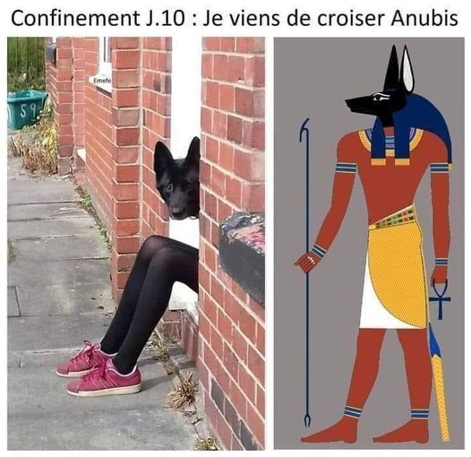 Anubis.jpg