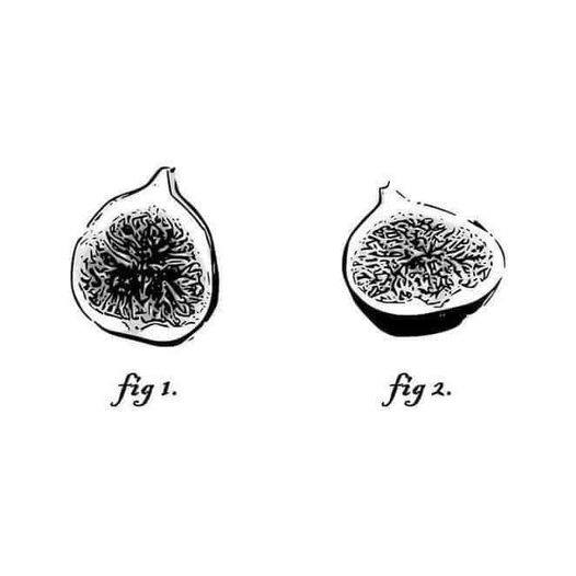 Fig one.jpg