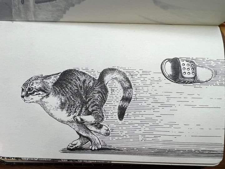 411055393_7142363639140630_3498917398771893826_n.jpg